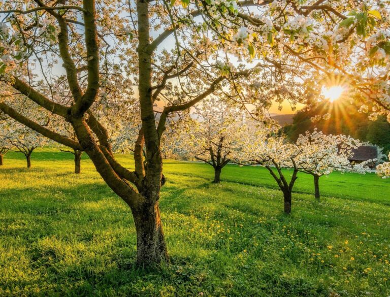 Sonne fällt durch blühende Bäume auf der Wiese