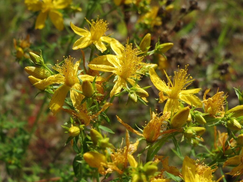 Johanniskrautblüten