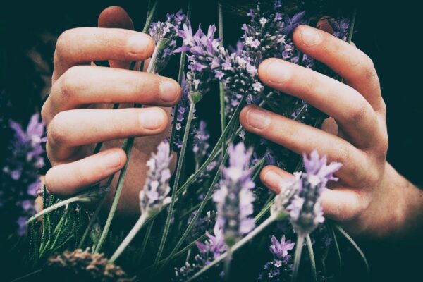 zwei Hände die Lavendelblüten umschließen