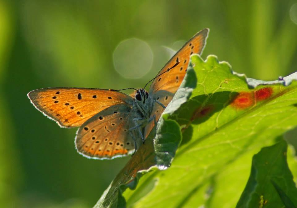 Schmetterling auf Blatt