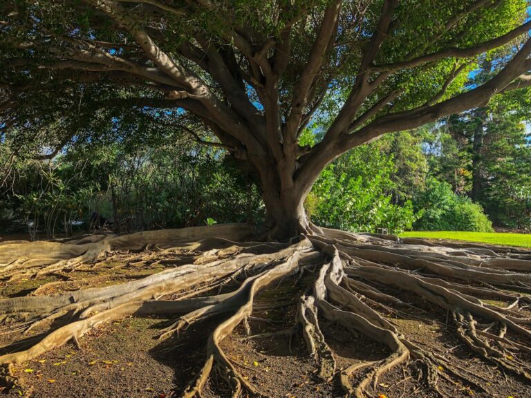 Baum mit riesigen Wurzeln