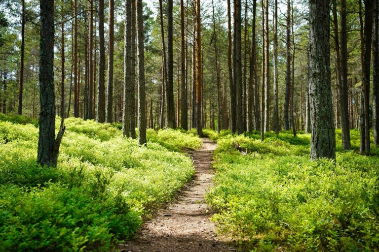 Weg durch einen Wald