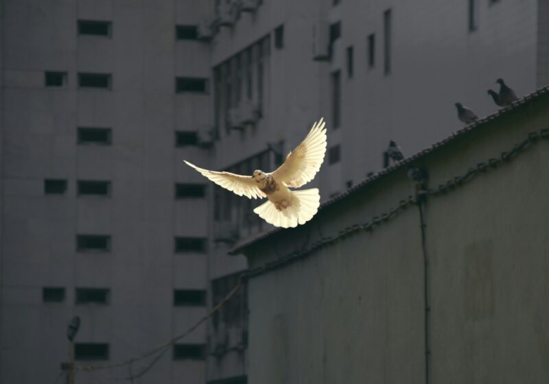 weiße Taube im Flug vor Hochhaus