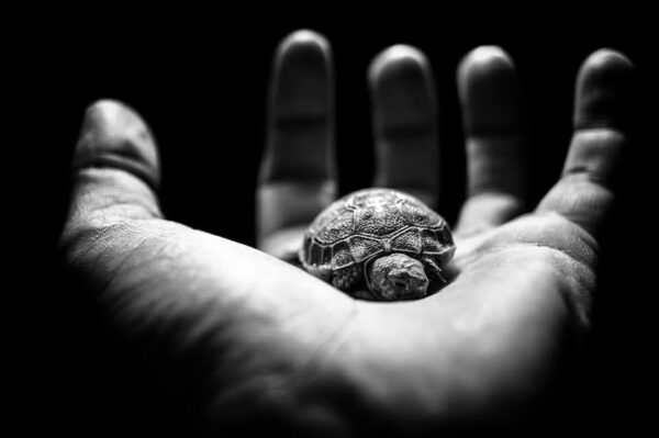 winzige Schildkröte auf einer Hand