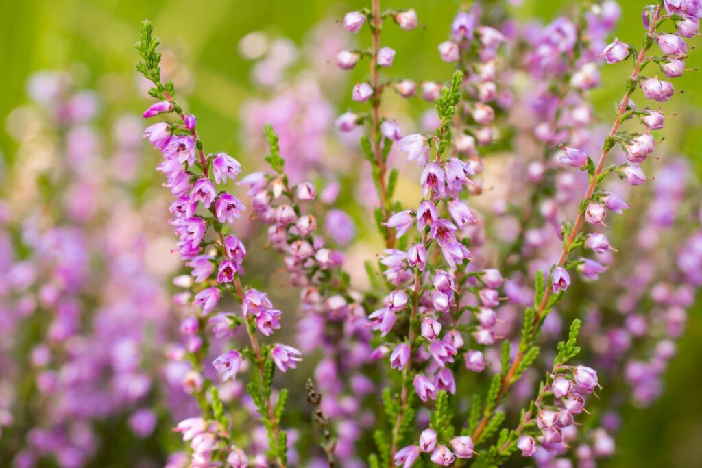 blühende lila Heide