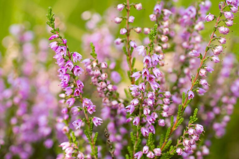 blühende lila Heide
