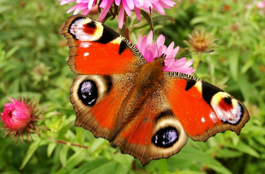 Pfauenauge auf Blüte