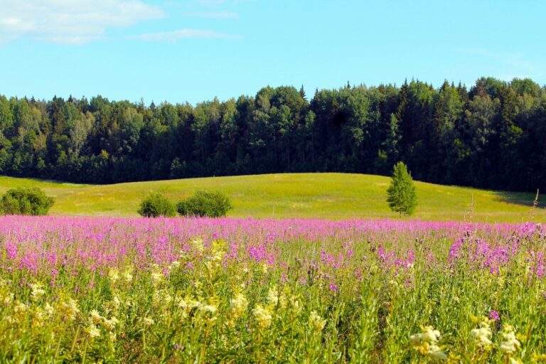 blühende Sommerwiese