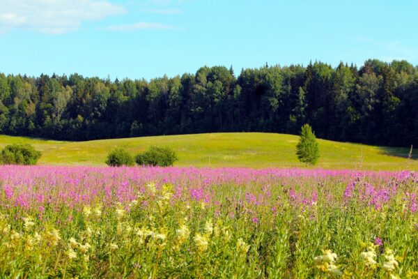 blühende Sommerwiese