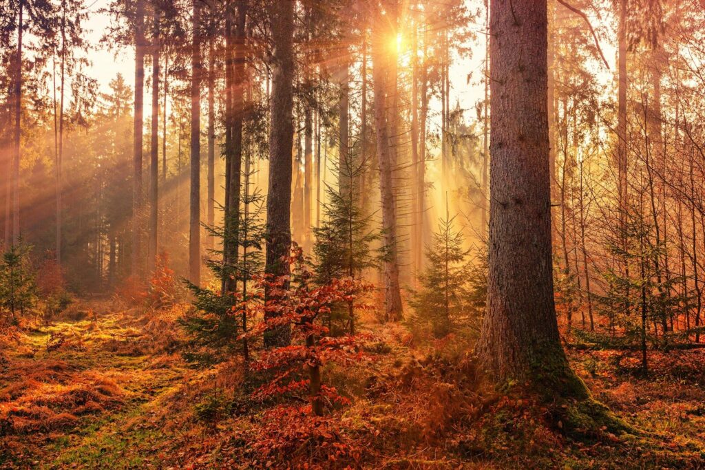 Sonnenstrahlen fallen in einen Herbstwald