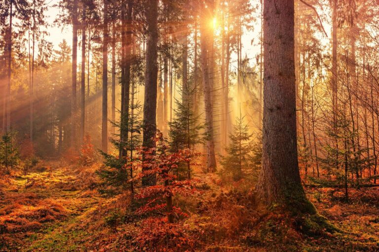 Sonnenstrahlen fallen in einen Herbstwald