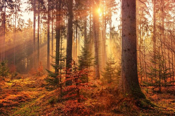 Sonnenstrahlen fallen in einen Herbstwald