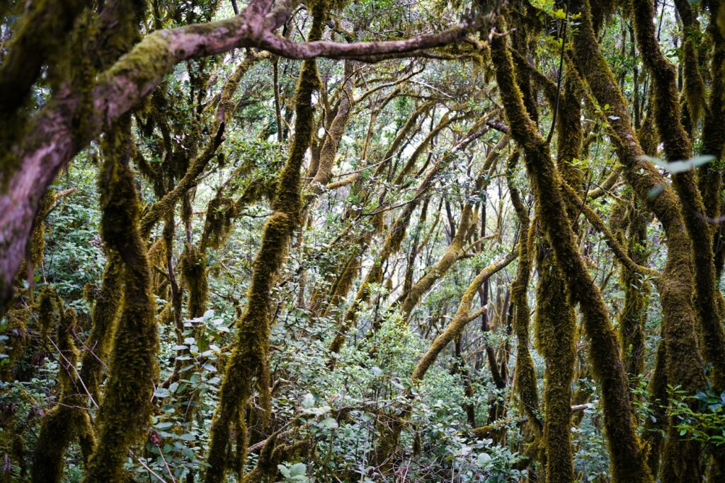 a forest filled with lots of trees covered in moss