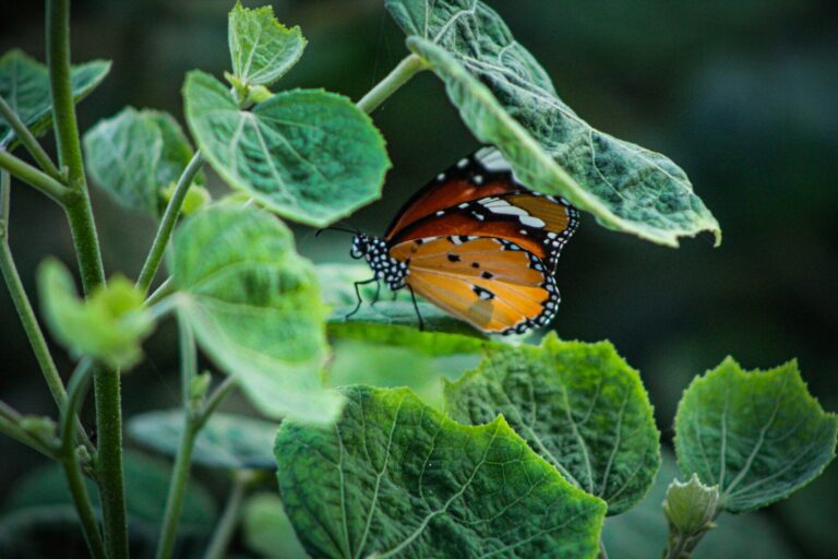 Schmetterling inmitten von grünen Blättern