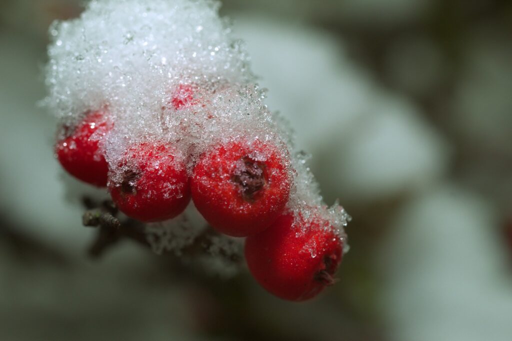 rote Beeren im Schnee