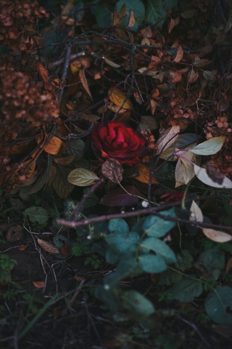 a red rose surrounded by leaves and branches